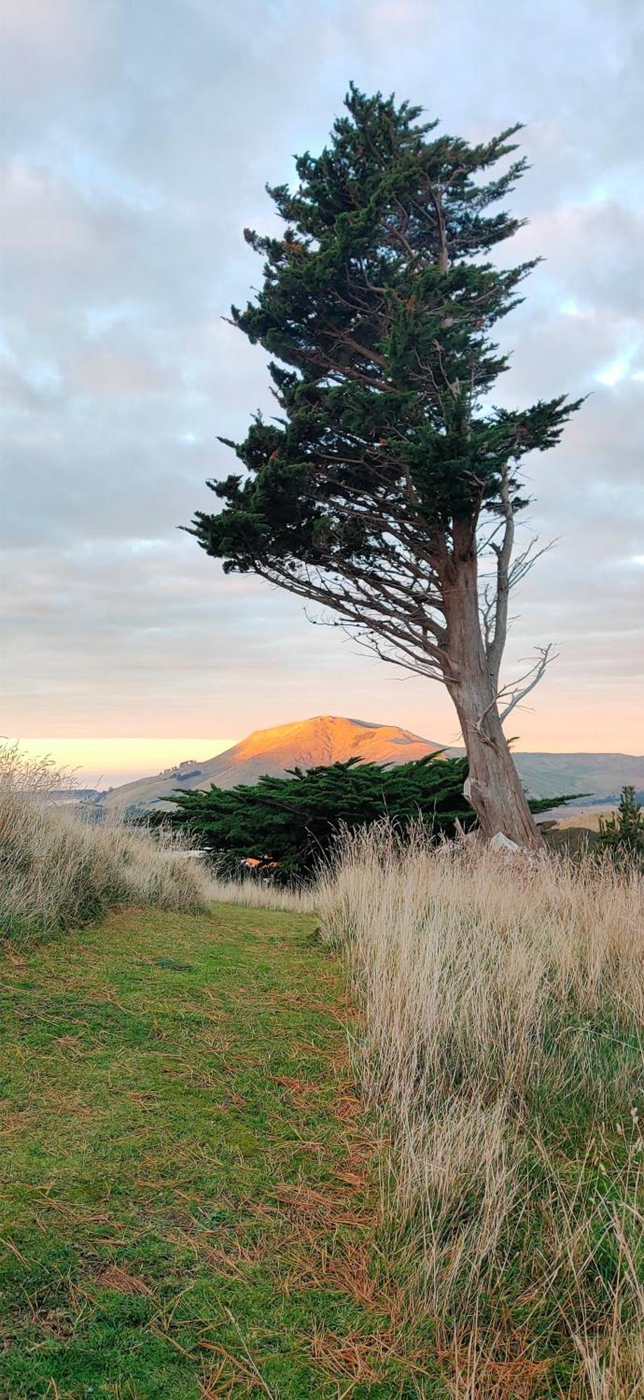 Pukemara Retreat Daire Sandymount Dış mekan fotoğraf