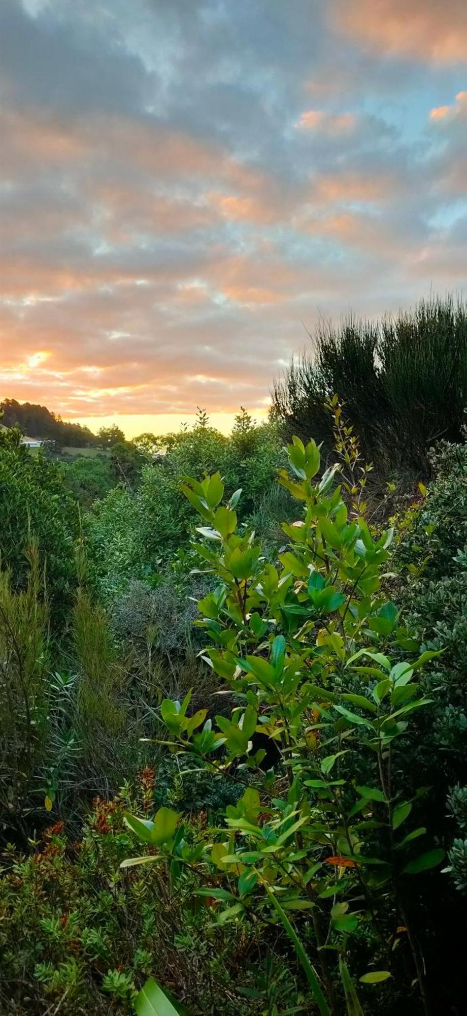 Pukemara Retreat Daire Sandymount Dış mekan fotoğraf